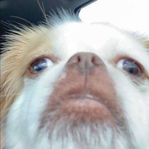 Meet your Posher, Brady